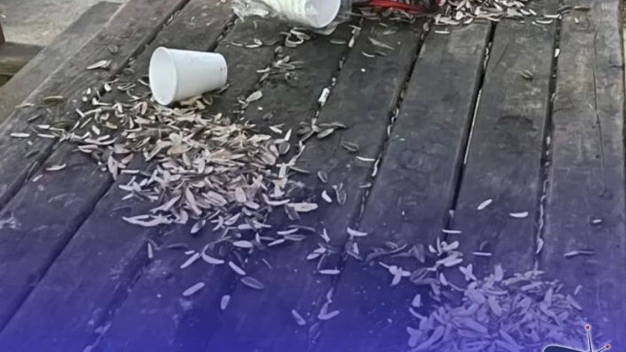 Ayçekirdeği Kabuğu Festivali: Akçaabat Parklarında Yeni Gelenek!