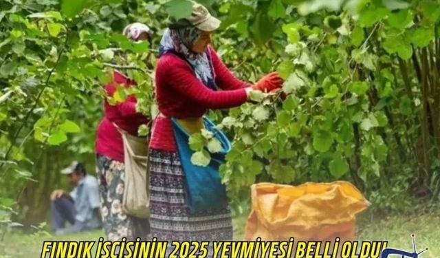 Fındık İşçisinin 2025 Yevmiyesi Belli Oldu!